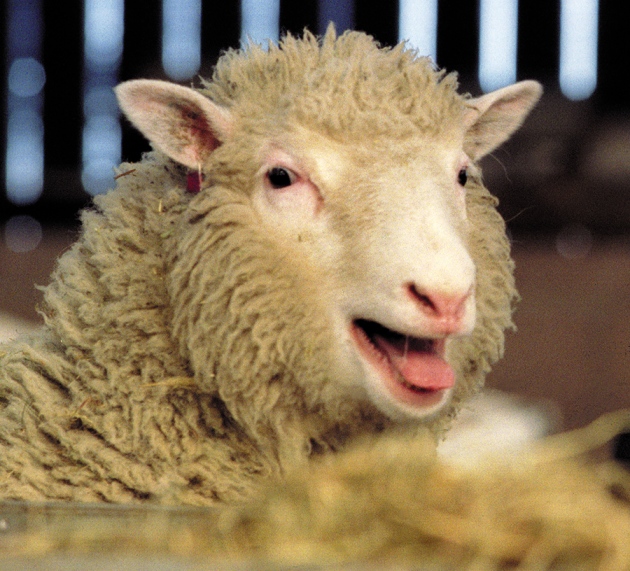 Dolly at 20: The inside story on the world's most famous sheep | LASA